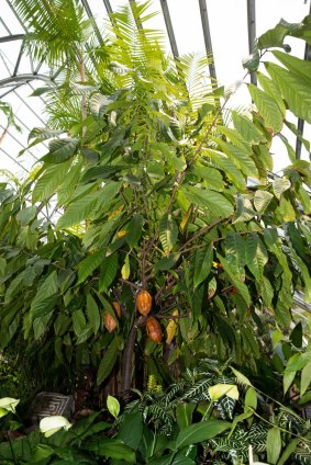 Cacao tree.