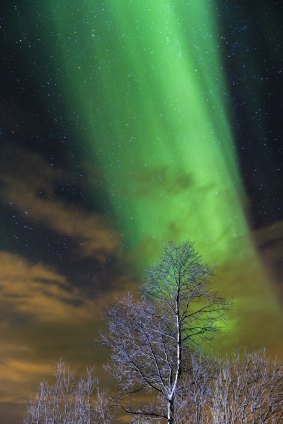 Trees over Aurora Borealis, near Tromso, Norway.