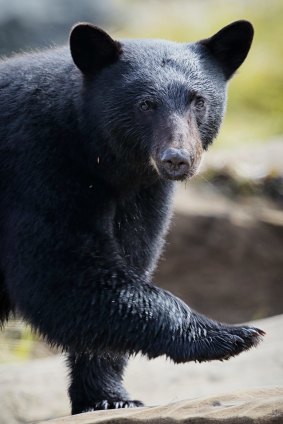  A black bear on Vancouver Island.