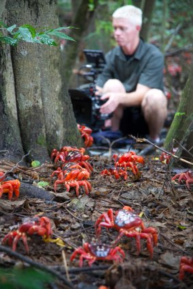 Cameraman Mateo Willis films the red crab migration on Christmas Island, Australia, while making Sir David Attenborough's <i>Planet Earth II</i>.
