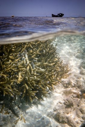 Coral bleaching on the Great Barrier Reef, Heron Island.