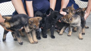 Police are looking for help to name seven new Queensland police dogs.