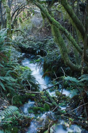 Forest Stream, Egmont National Park.