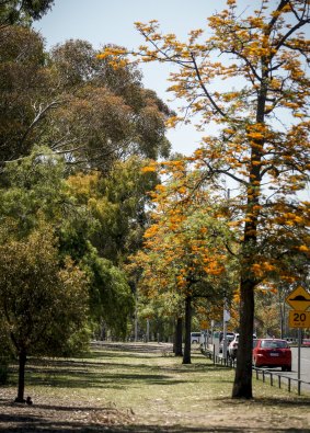 Royal Park is a big spot of greenery, and source of birdlife, in Melbourne's inner north.