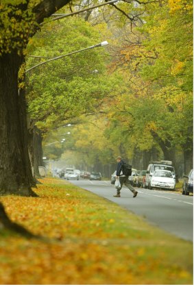 Elm trees along Royal Parade Carlton in full autumn colour.