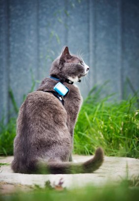 The cats wear the GPS unit, which is about the size of a matchbook, on a harness provided by the research team.