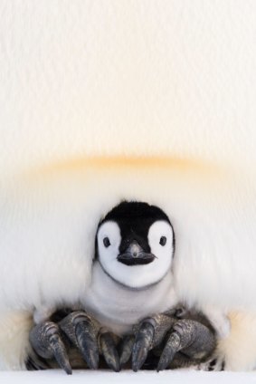 A two-week-old Emperor penguin chick balanced on its mothers feet and snug in her pouch.  