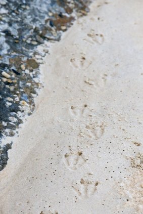 The Little Penguin colony at North Head is the last remaining penguin colony on the NSW mainland.