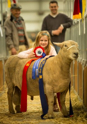 Hannah Badcock, 7, of Tasmania in the Livestock Pavilion at the Royal Melbourne Show on Sunday, with a champion Southdown ram owned by her father Chris Badcock, right rear, and grandfather Frank Badcock, left.