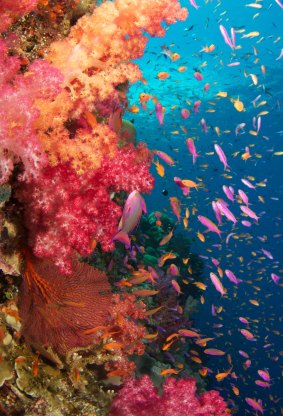 Tropical underwater reef, Fiji.