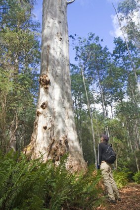 Forest Walks Lodge owner Sean Cadman on a walk on Quamby Bluff.