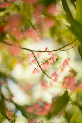 The delicate foliage of a blueberry ash.