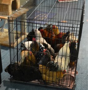 The RSPCA has removed poultry from a home in Banks because of overcrowding.