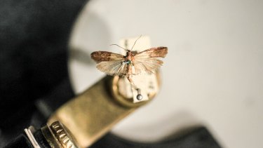 Warm And Wet Conditions Bring Moths To Sydney S Pantries