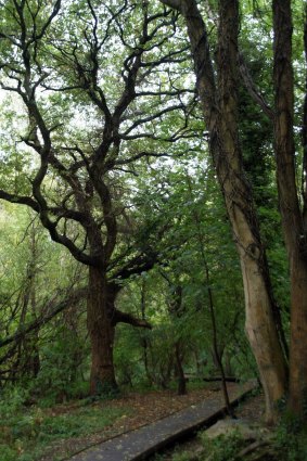 Childhood hangouts: Moseley Bog was another favourite playground.