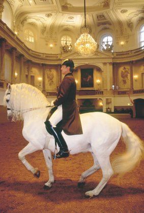 Horses under the gleaming chandeliers at the Spanish Riding School of Vienna display grace and strength.
