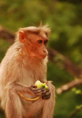 A macaque at Chinnar National Park.