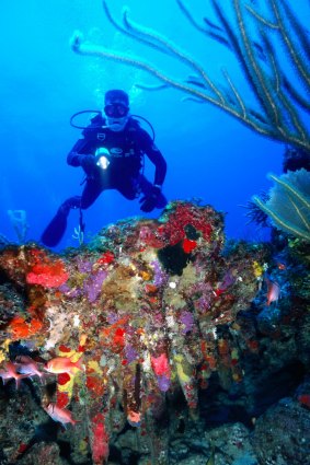 Vieques has many diving-and-snorkelling-friendly coral reefs.
