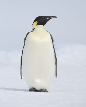The ancient penguin was bigger than the modern-day Emperor penguin.