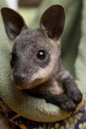 Baby swamp wallaby Illawarra is one of many animals Lindy Butcher has taken under her wing.