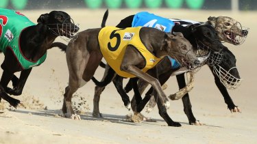 Greyhound racing will be banned in NSW from July next year.