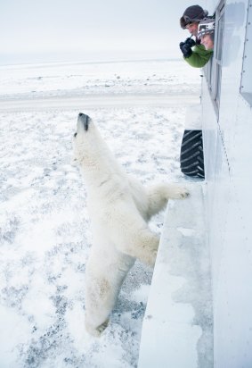 RGB_ sunnov4canadaÂ Churchill Manitoba Canada polar bears ; text by Julie Miller
Destination Canada
SUPPLIEDÂ https://www.brandcanadalibrary.ca
Churchill, northern Manitoba