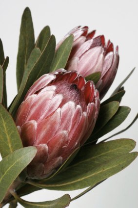 Proteas last well in a vase.