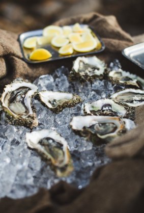 Fresh oysters.