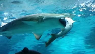 Sand tiger sharks are known for their cannibalism. But they're not alone.