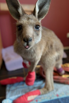 The kangaroos often require round-the-clock care to treat their burns.