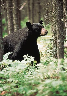 An Alaskan black bear.