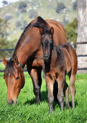Fontiton, as a three-week-old foal,  with Personal Ensign.