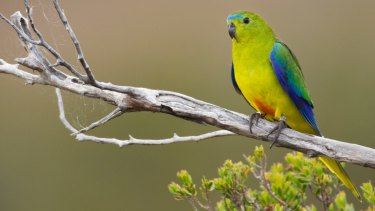 The survival to the orange-bellied parrot depends on the females turning up to breed and so far none have.   