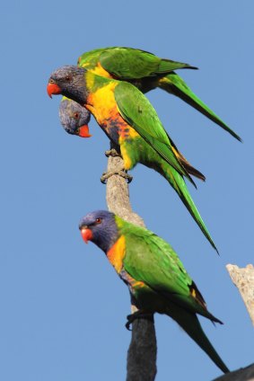 Flying Floriade: The brightly-coloured Rainbow Lorikeets in Canberra have given Ian Warden a cracking headache.