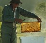 Capilano Honey delivers investors a sweet treat
