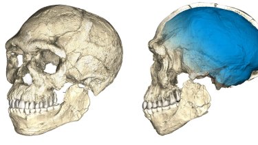 A composite reconstruction of the earliest known Homo sapiens fossils from Jebel Irhoud, based on microcomputed tomographic scans of multiple original fossils. 