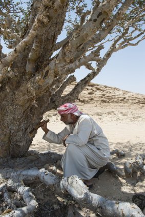Industry: An Omani man collects frankincense resin.