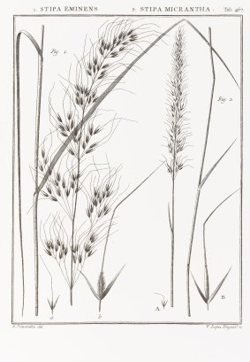 Description and illustration of Stipa micanthra by Antoni-Josep Cavanilles from Cavanilles, A.J. (1799), Icones et Descriptiones Plantarum Vol. 5.