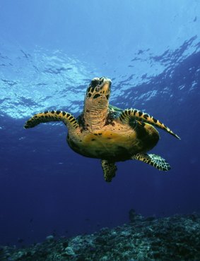 Hawksbill Turtle in Kimbe Bay, Papua New Guinea.