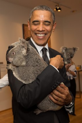 On his second visit to Australia, President Barack Obama cuddles Jimbelung the koala before the start of the G20 meeting in Brisbane on November 15, 2014.