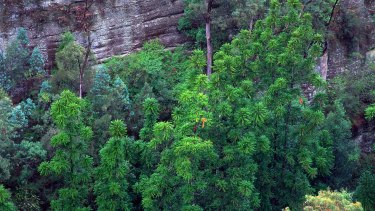 An aerial view of the original site of Wollemi pines showing mature trees up to 40 metres tall.