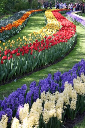 Snaking beds of hyacinths and tulips.