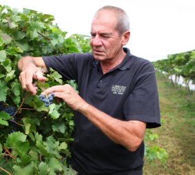 Jim Lumbers, of Lerida Estate, says city-based politicians do not fully understand the seasonal demands for staff at wineries.
