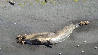 A fin whale carcass  surrounded by bears in Larson Bay, Alaska, in June. 