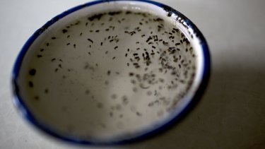 Larvae from the Aedes Aegypti mosquito, responsible for the spread of the Zika virus, sit in a bowl of water during testing in the epidemiology lab at the Roosevelt Hospital in Guatemala City.