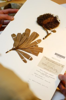 A banksia specimen collected by Joseph Banks and Daniel Solander in 1770 in Botany Bay and held by the National Herbarium of Victoria.