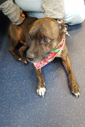 The dog who boarded a train at Anstey station now boarding at the Lost Dogs Home.