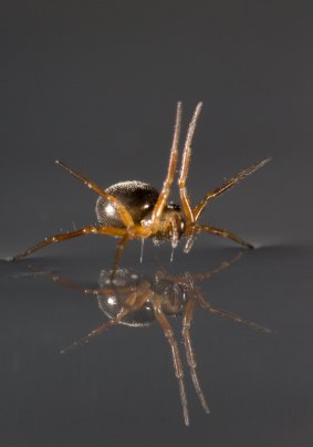 A spider lifts a pair of legs to help it 'sail' across water.