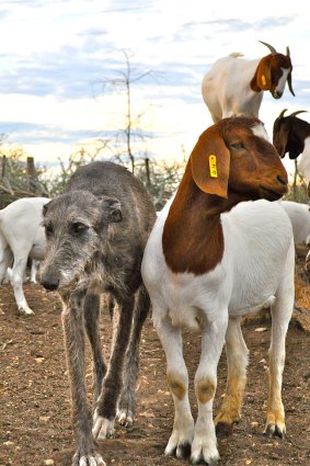 Stray dogs are being trained to protect farmers’ livestock from cheetahs.