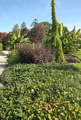 Beds of sweet potato and tropical plants at Burnley Horticultural College.